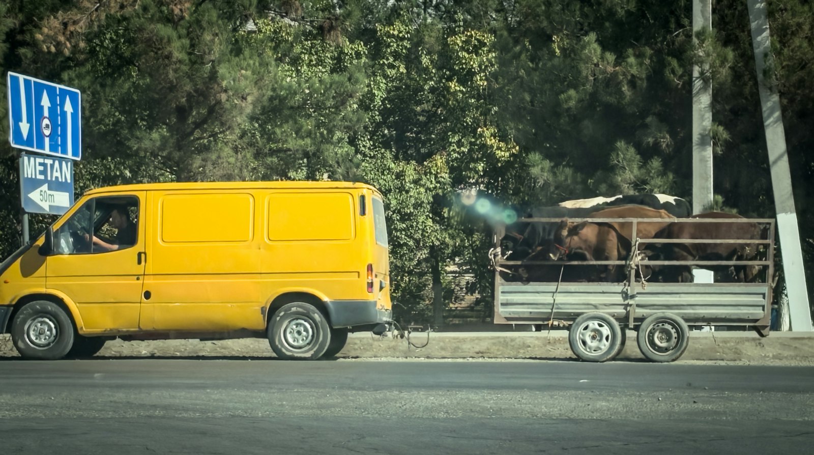 Van towing a livestock trailer with cattle on a country road